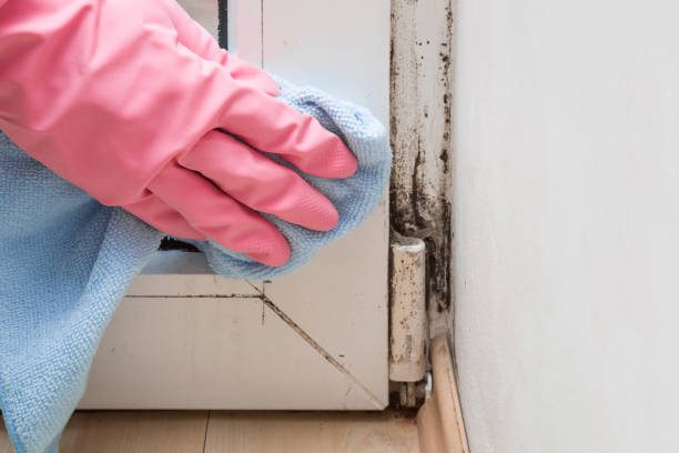 Expert Tips to Prevent Damp, Mould, and Housing Disrepair Claims